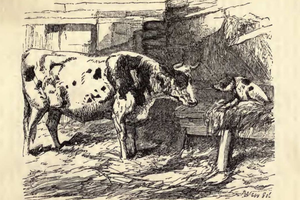 The Dog in the Manger